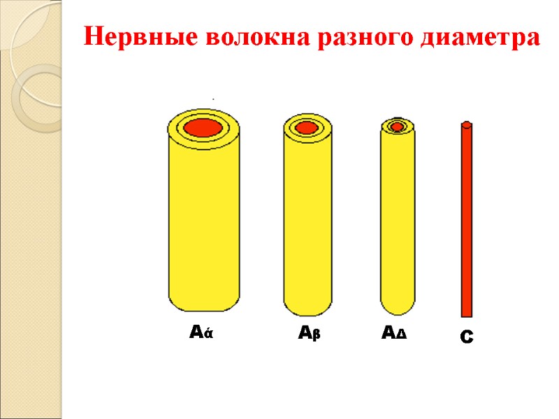 Нервные волокна разного диаметра    Аά Аβ АΔ С